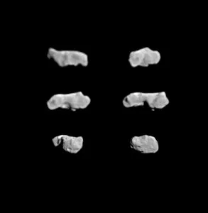 Ida